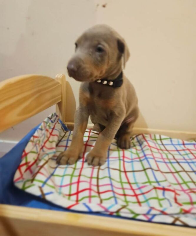 Doberman puppies for sale in Stratford-upon-Avon, Warwickshire – KC registered, 4 weeks old - Image 4 of 4