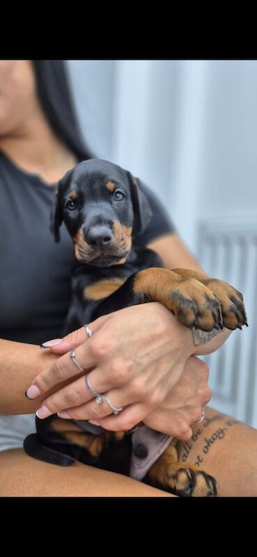 European Chempion Doberman puppy for sale in Crewe, Cheshire