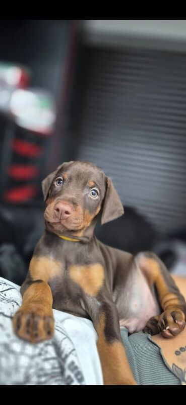 European Chempion Doberman puppy for sale in Crewe, Cheshire | Image 2