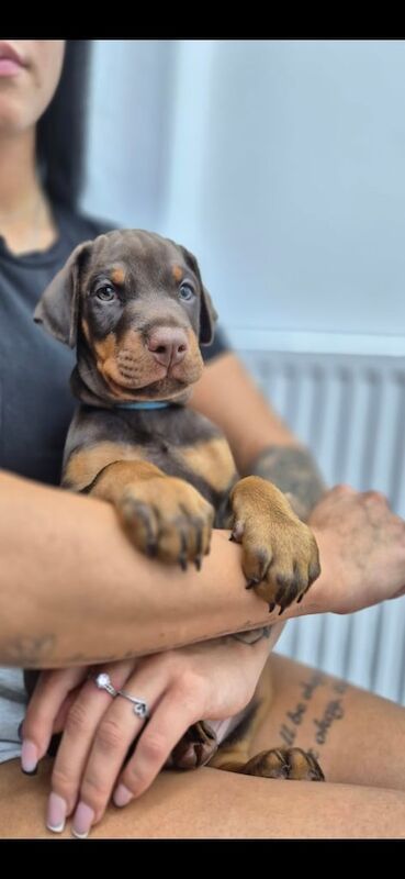 European Chempion Doberman puppy for sale in Crewe, Cheshire | Image 3