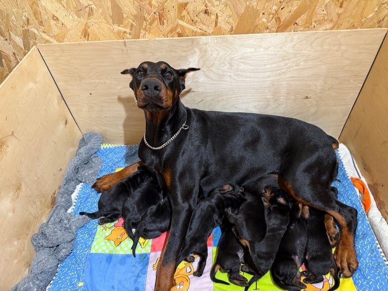 Doberman puppies for sale in Walsall, West Midlands – 1 week old