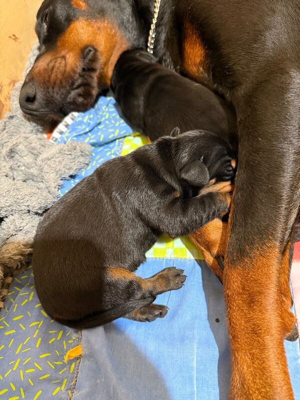 Doberman puppies for sale in Walsall, West Midlands – 1 week old - Image 2 of 3