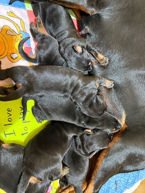 Doberman puppies for sale in Walsall, West Midlands – 1 week old - Image 3 of 3
