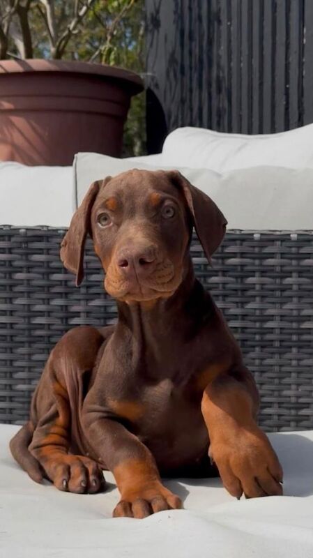 Doberman Puppies For Sale