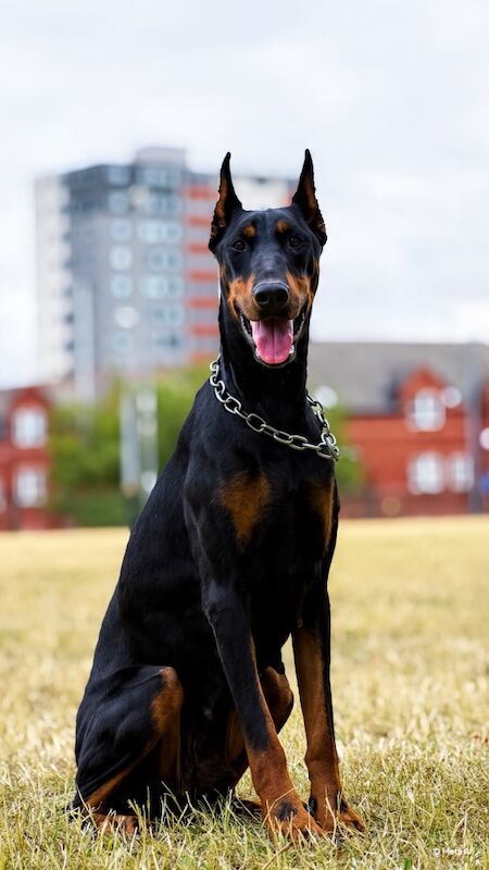 European female doberman