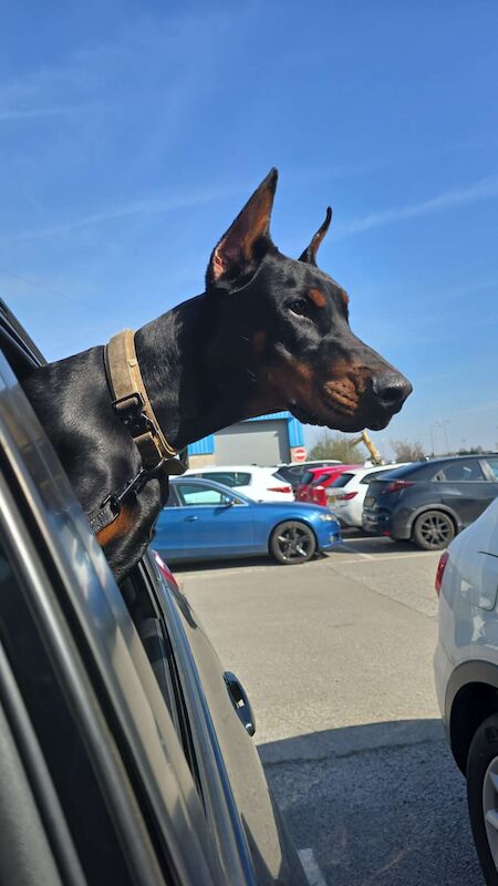 Doberman puppies for sale in Bury, Manchester – 1 year old