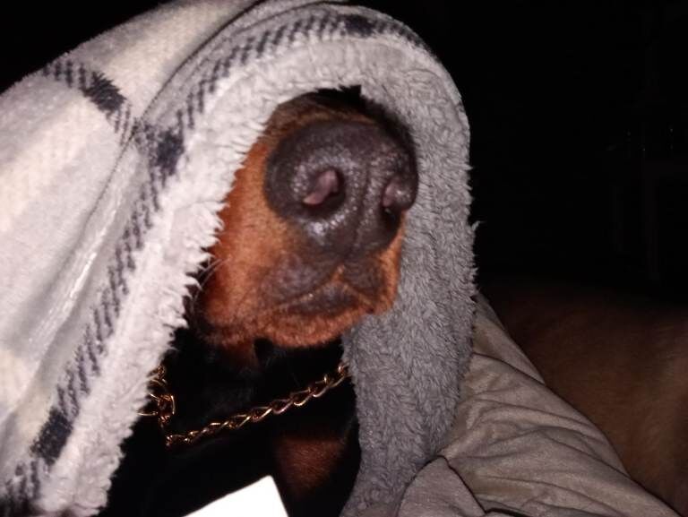 Excellent pedigree stunning European American Doberman ONE BLUE BOY LEFT!!! - Image 2 of 6