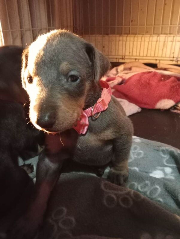 Excellent pedigree stunning European American Doberman ONE BLUE BOY LEFT!!! - Image 3 of 6