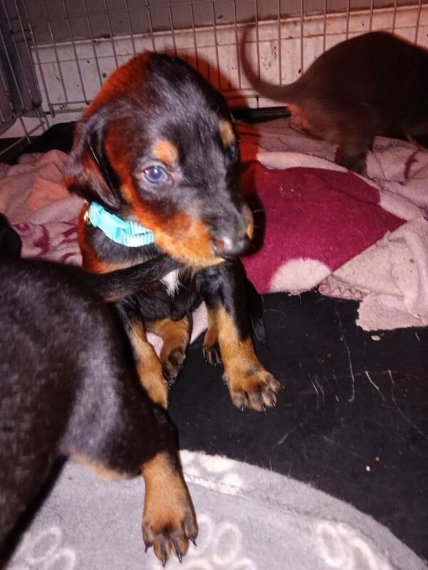 Excellent pedigree stunning European American Doberman ONE BLUE BOY LEFT!!! - Image 4 of 6