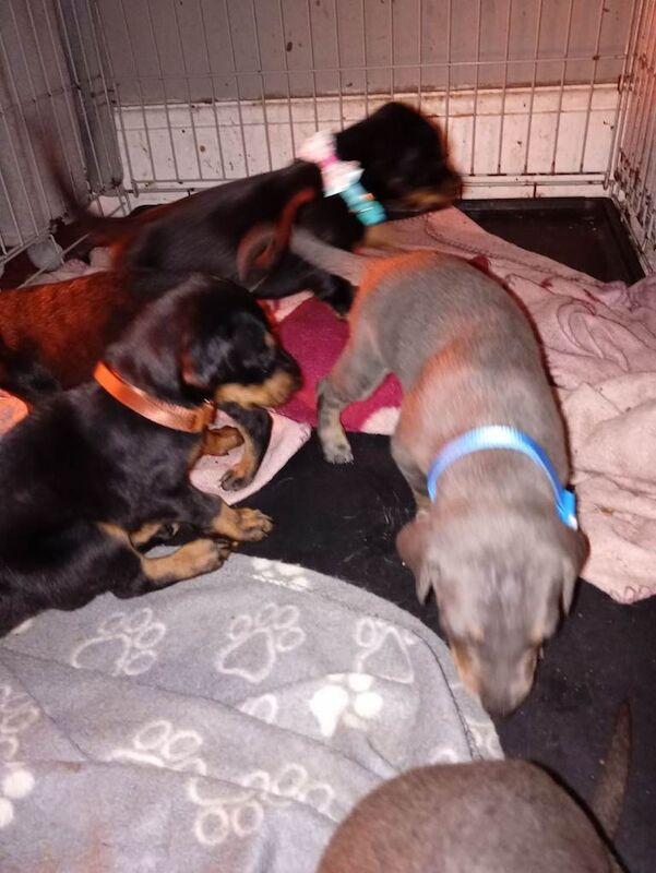 Excellent pedigree stunning European American Doberman ONE BLUE BOY LEFT!!! - Image 5 of 6