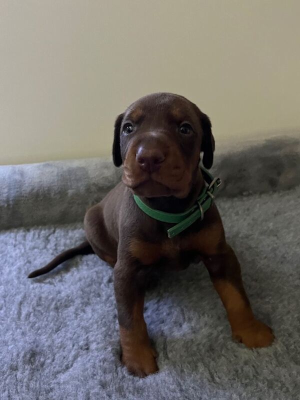 Kennel Club Registered Doberman Puppies For Sale