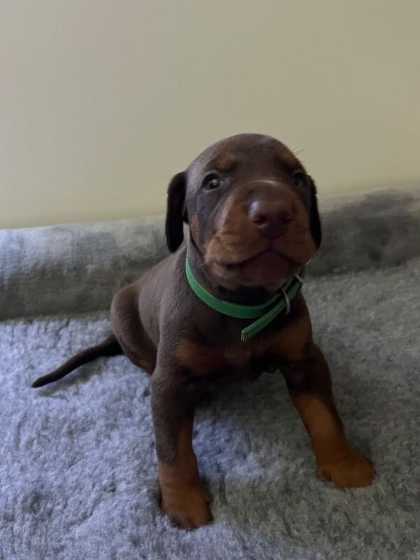Exceptional KC Registered Dobermann Puppies - Image 2 of 4