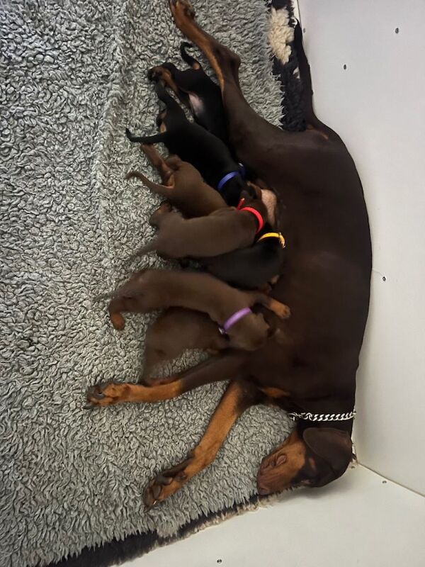 Exceptional KC Registered Dobermann Puppies - Image 3 of 4