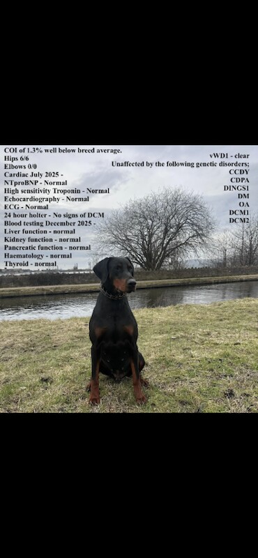 Exceptional KC Registered Dobermann Puppies - Image 4 of 4