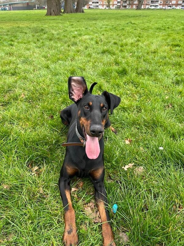 Doberman puppies for sale in Southampton, Hampshire – 3 years old