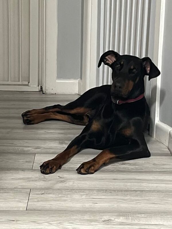 Doberman puppies for sale in Southampton, Hampshire – 3 years old - Image 2 of 3