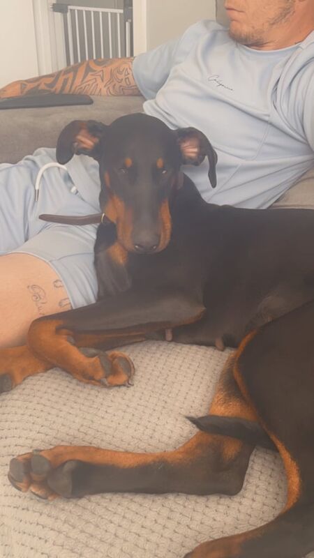 Doberman puppies for sale in Southampton, Hampshire – 3 years old - Image 3 of 3