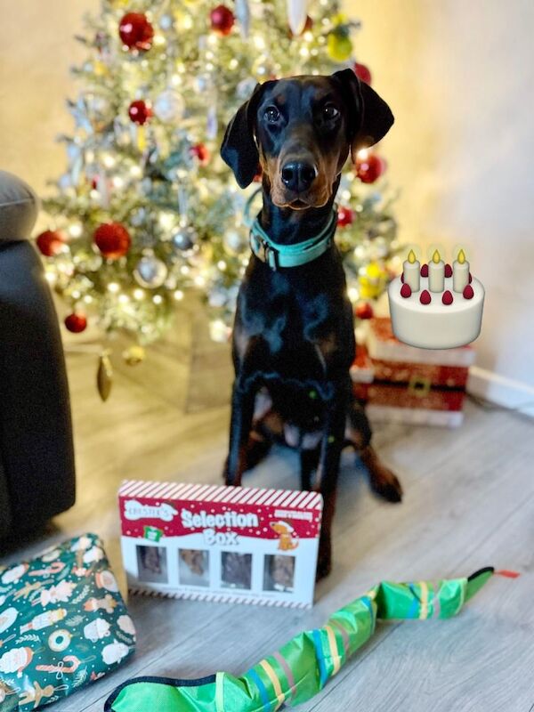 Doberman Puppies For Sale Under £1,000