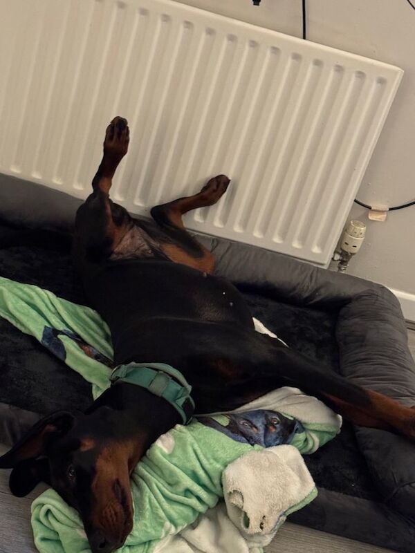 Female Doberman - Image 3 of 4