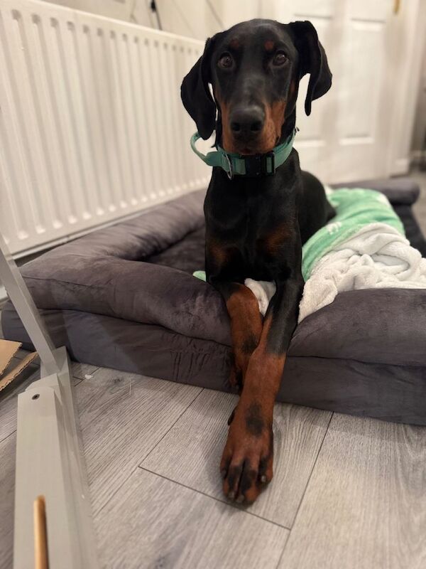 Female Doberman - Image 4 of 4