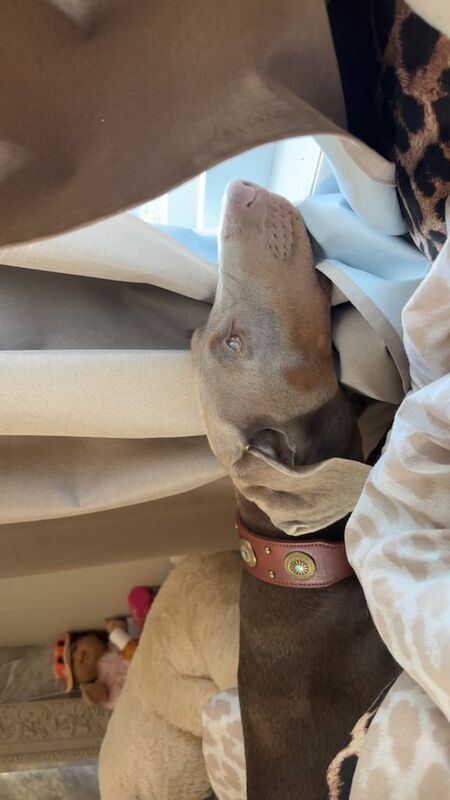 Doberman Puppies For Sale