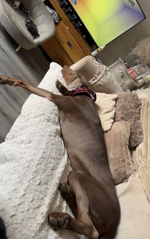 Doberman puppies for sale in Newcastle upon Tyne, Tyne and Wear – KC registered, 1 year old - Image 2 of 3