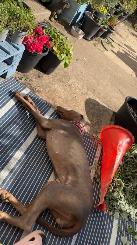 Doberman puppies for sale in Newcastle upon Tyne, Tyne and Wear – KC registered, 1 year old - Image 3 of 3