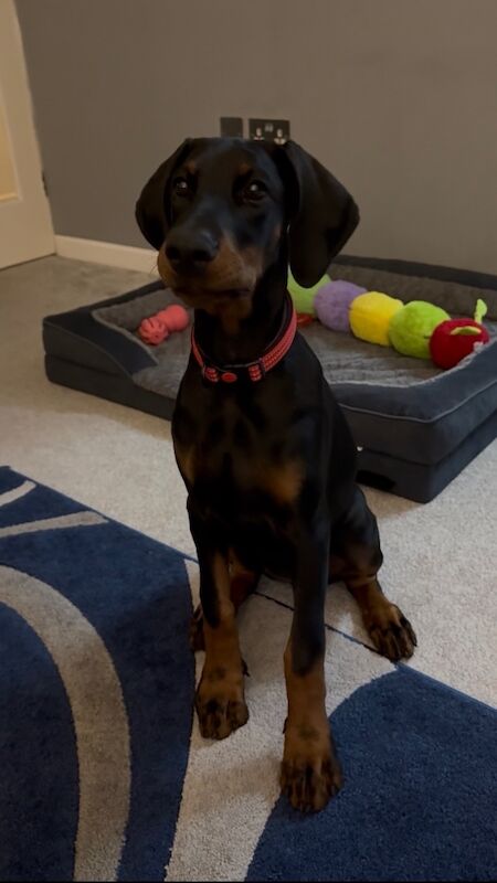 FEMALE (started) DOBERMAN PUPPY