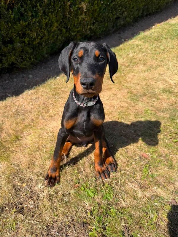Girl dobermann puppy