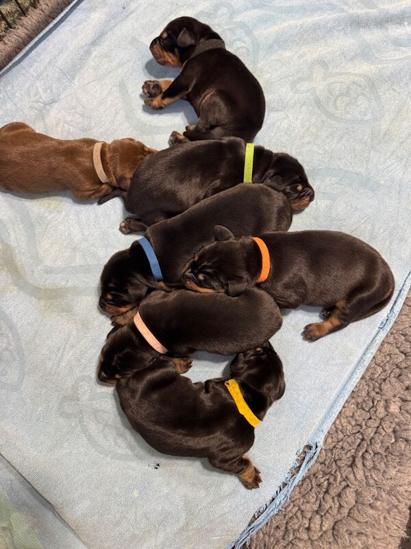 Doberman puppies for sale in Ramsey, Cambridgeshire – 1 week old