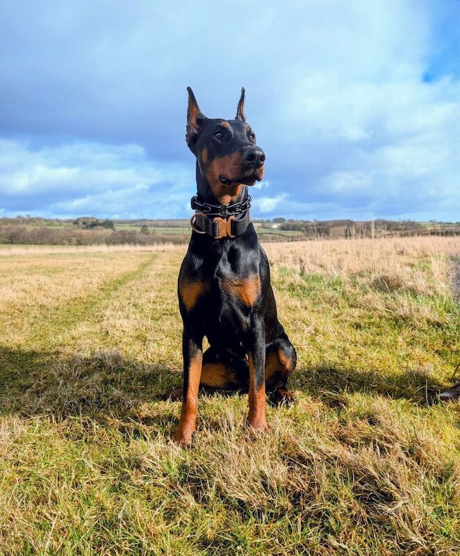 Doberman puppies for sale in Richmond, North Yorkshire – 1 year old
