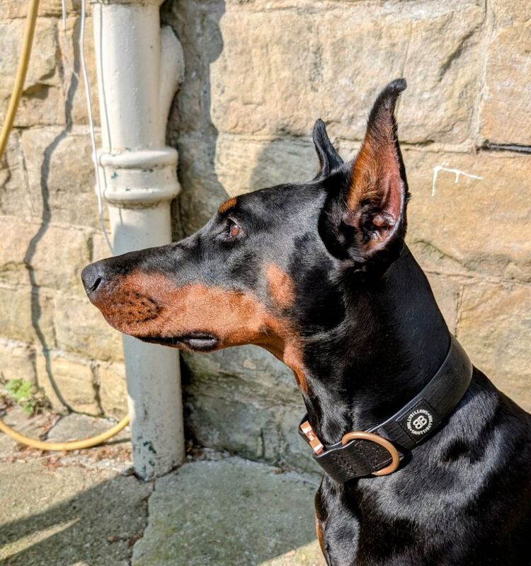 Doberman puppies for sale in Richmond, North Yorkshire – 1 year old - Image 2 of 4