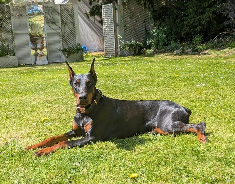 Doberman puppies for sale in Richmond, North Yorkshire – 1 year old - Image 3 of 4