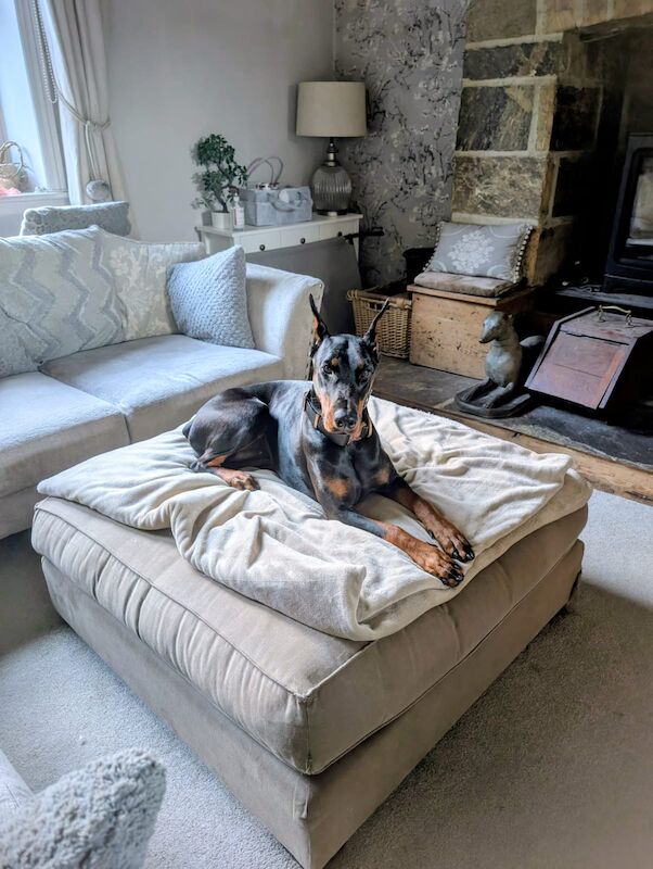 Doberman puppies for sale in Richmond, North Yorkshire – 1 year old - Image 4 of 4
