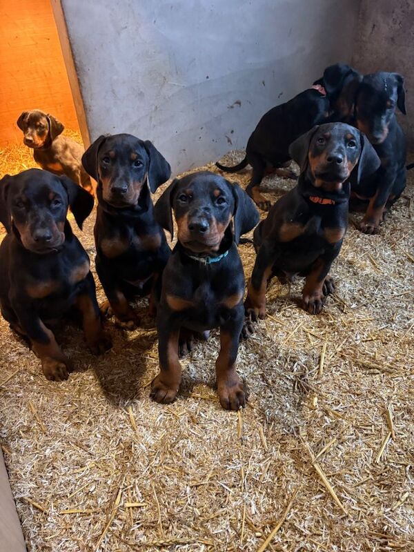 Doberman Puppies For Sale