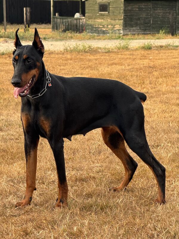Imported Female Dobermann - 12 months old