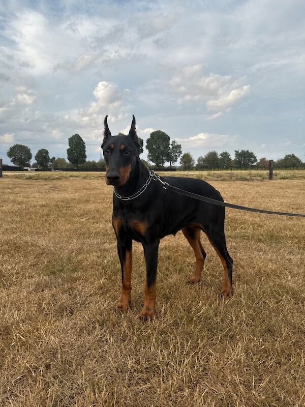 Imported Female Dobermann - 12 months old - Image 2 of 3
