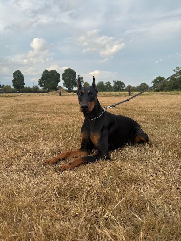 Imported Female Dobermann - 12 months old - Image 3 of 3