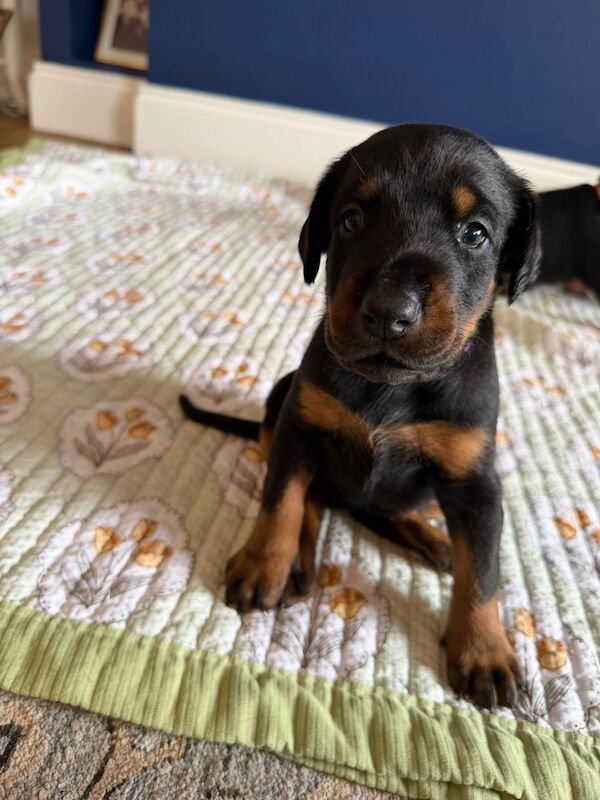 KC Doberman pup
