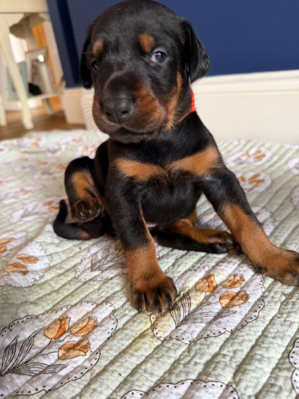 KC Doberman pup - Image 2 of 3