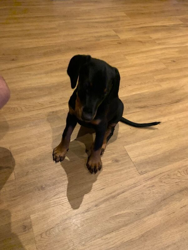 KC Doberman pup - Image 3 of 3