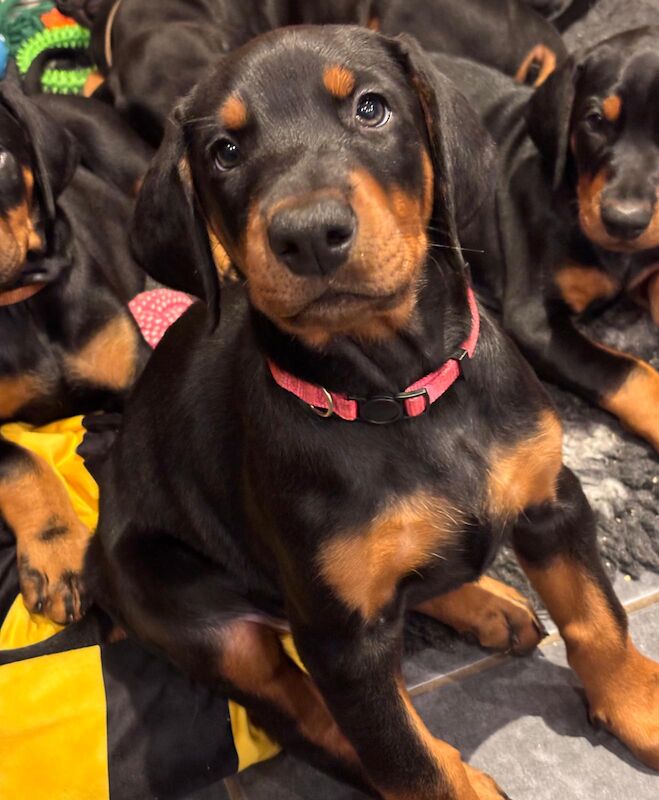 KC reg Dobermann pups Meet Miss Pink
