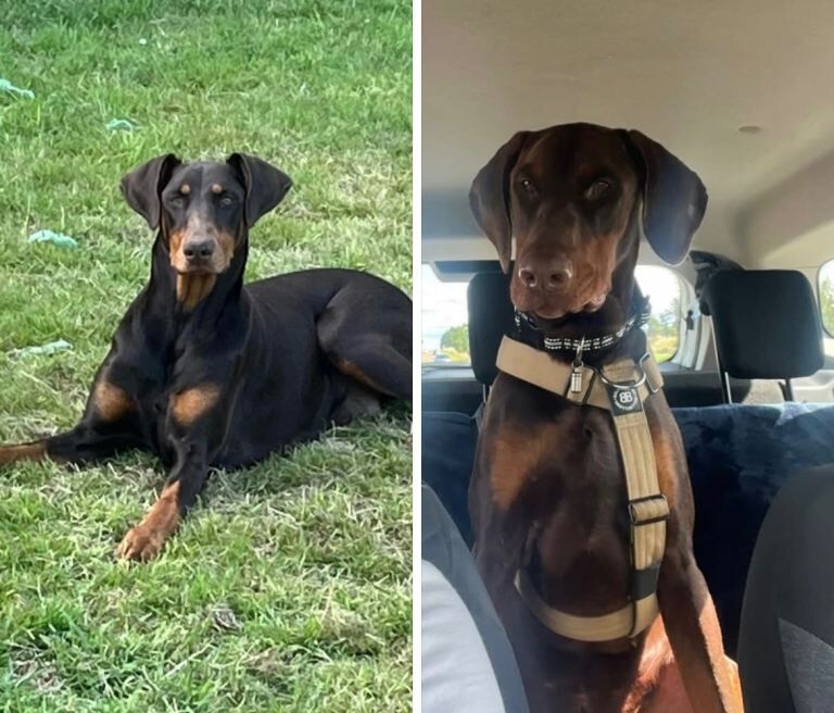 Doberman Puppies For Sale
