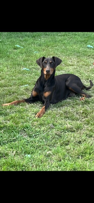 Kc reg full euro Doberman pups ready to go - Image 2 of 3
