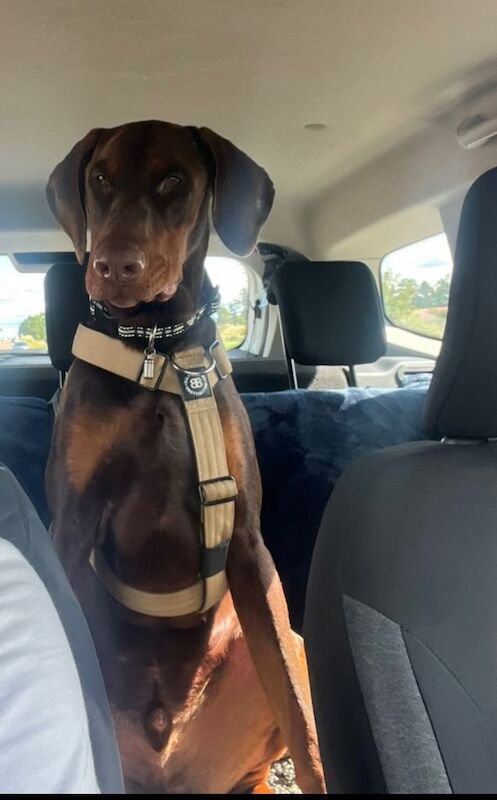 Kc reg full euro Doberman pups ready to go - Image 3 of 3