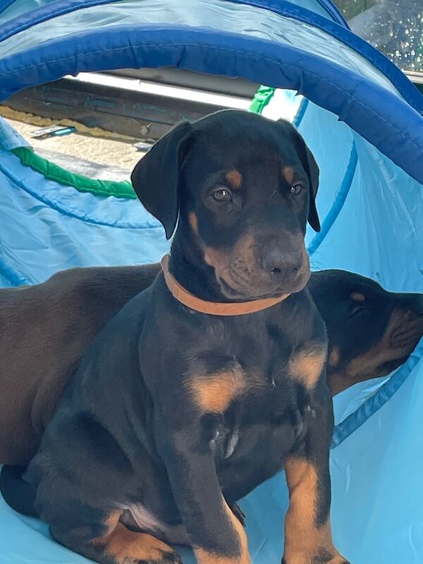 Doberman puppies for sale in Cowbridge, Lincolnshire – 7 weeks old