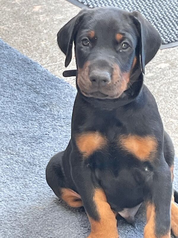 Doberman puppies for sale in Cowbridge, Lincolnshire – 7 weeks old - Image 2 of 3