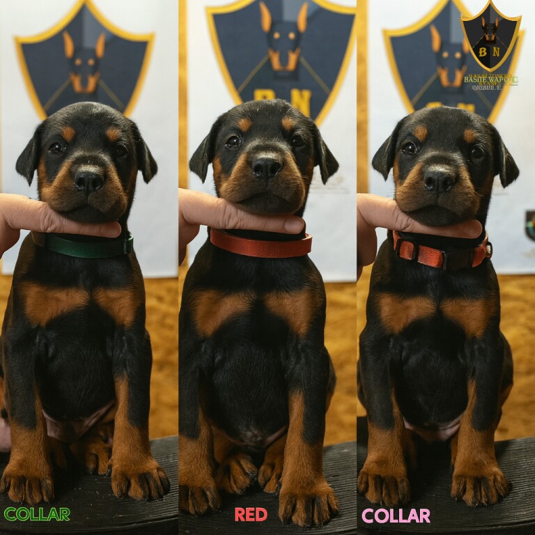 Doberman puppies for sale in Barnet, Greater London β KC registered, 5 weeks old