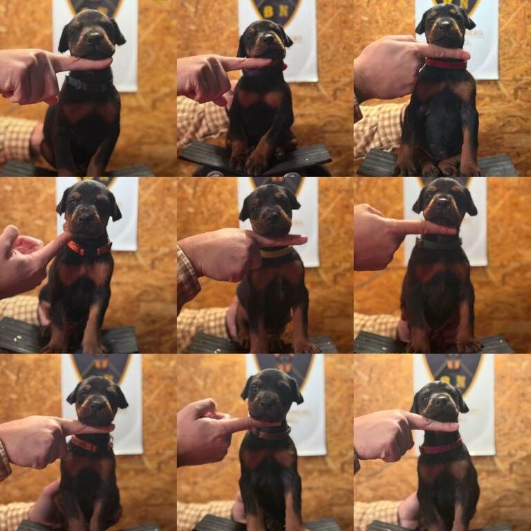 Doberman puppies for sale in Barnet, Greater London β KC registered, 7 weeks old - Image 2 of 6