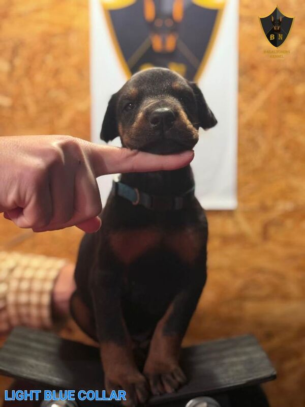 Doberman puppies for sale in Barnet, Greater London β KC registered, 7 weeks old - Image 3 of 6